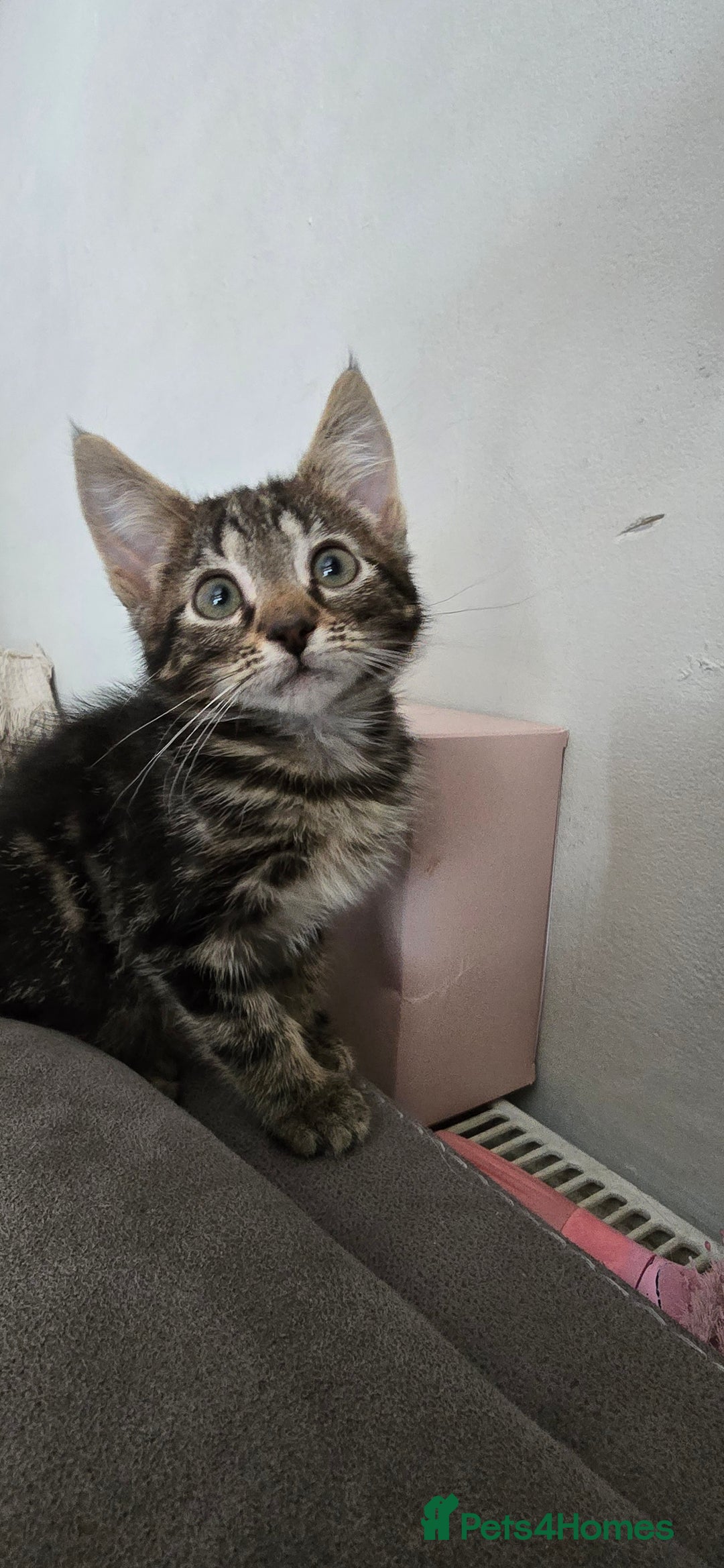 Mixed Breed cats for sale: 4 fluffy kittens for sale - Image 3