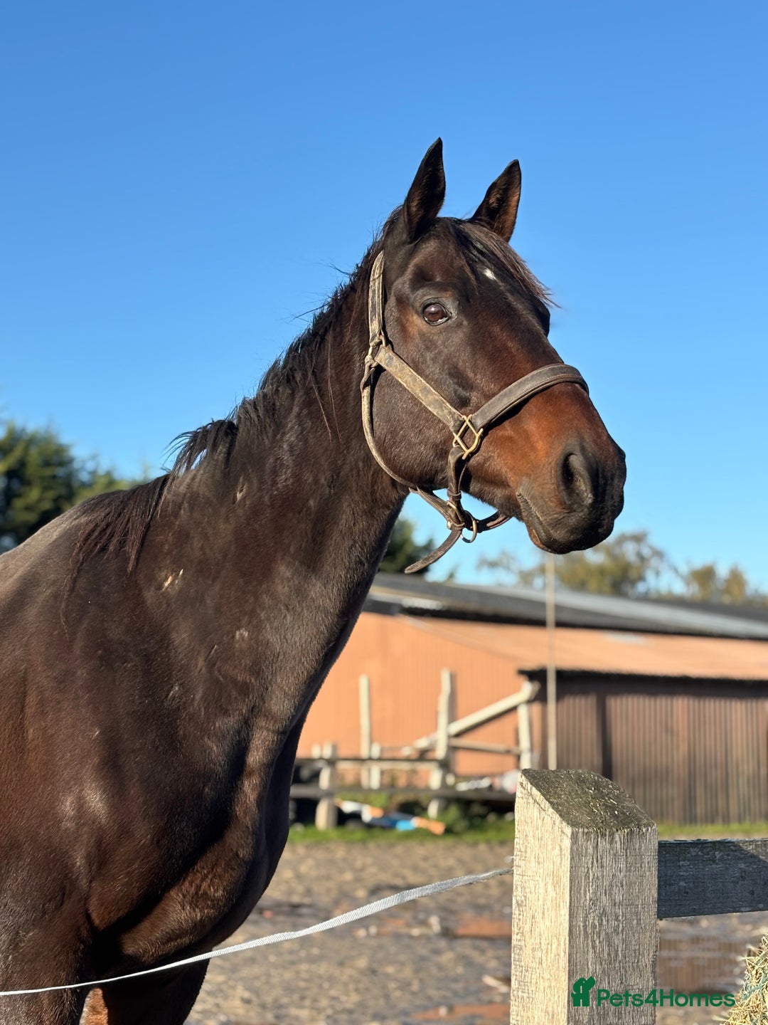 English Thoroughbred horses for sale: X2 safe stunning geldings alrounders - Image 23