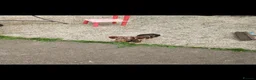 Miniature Dachshund dogs for sale: Loving home needed for sid  - Advert 3