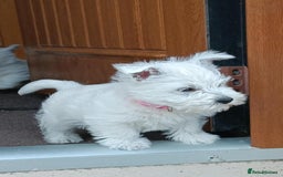 West Highland Terrier dogs for sale: West Highland puppies - Image 5