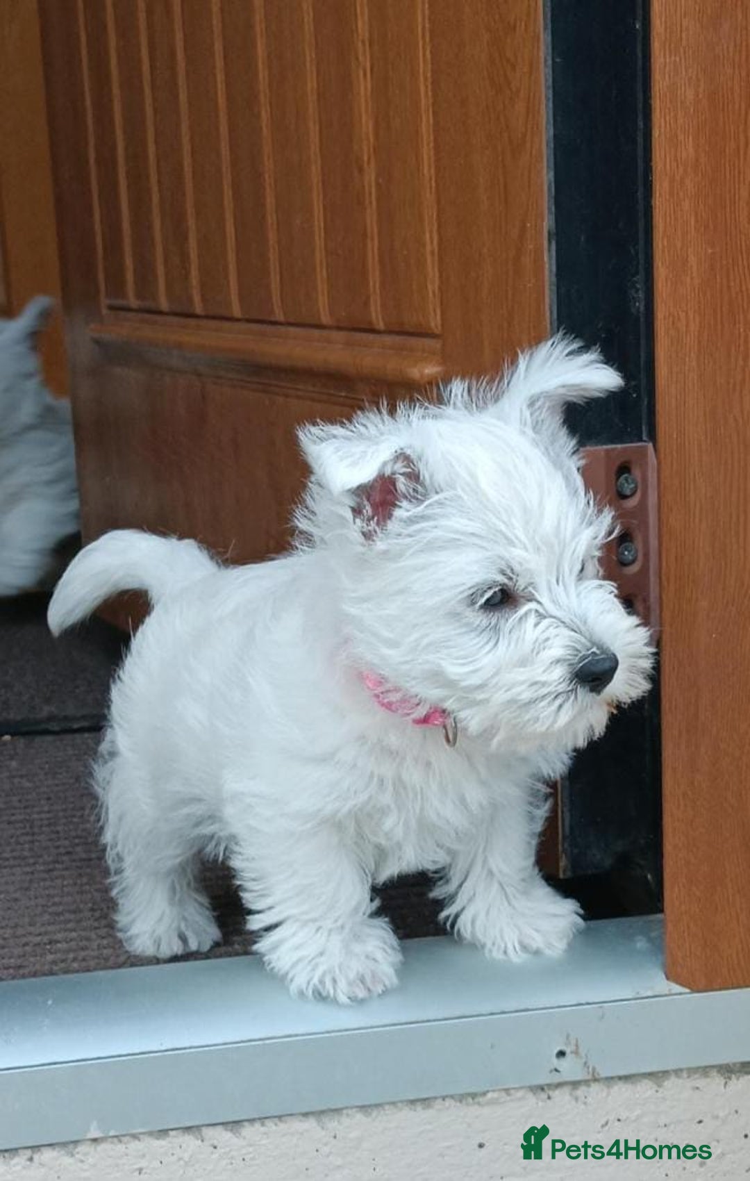 West Highland Terrier dogs for sale: West Highland puppies - Image 5