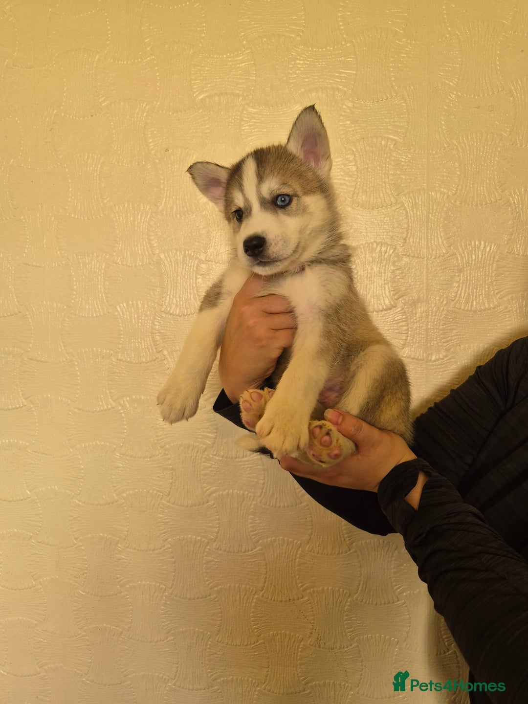 Siberian Husky dogs for sale: Beautiful Husky Looking for Their Forever Homes - Advert 17