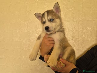 Siberian Husky dogs Beautiful Husky Looking for Their Forever Homes - Advert 1