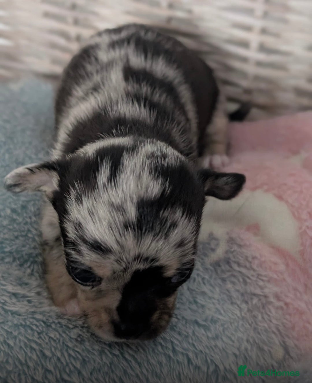 Chihuahua dogs for sale: Beautiful Merle Chihuahua Puppies 🐶  - Advert 22