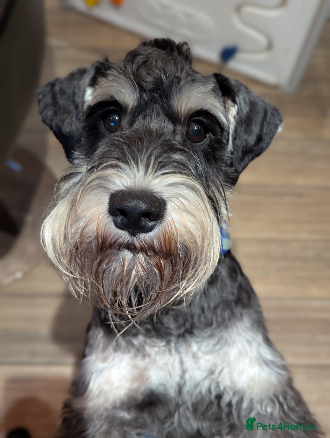 Miniature Schnauzer dogs for stud: Fully health tested, KC reg stud in Liverpool - Image 30