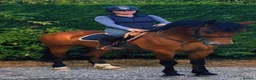 Welsh Section D horses for sale: Donnie  - Advert 2