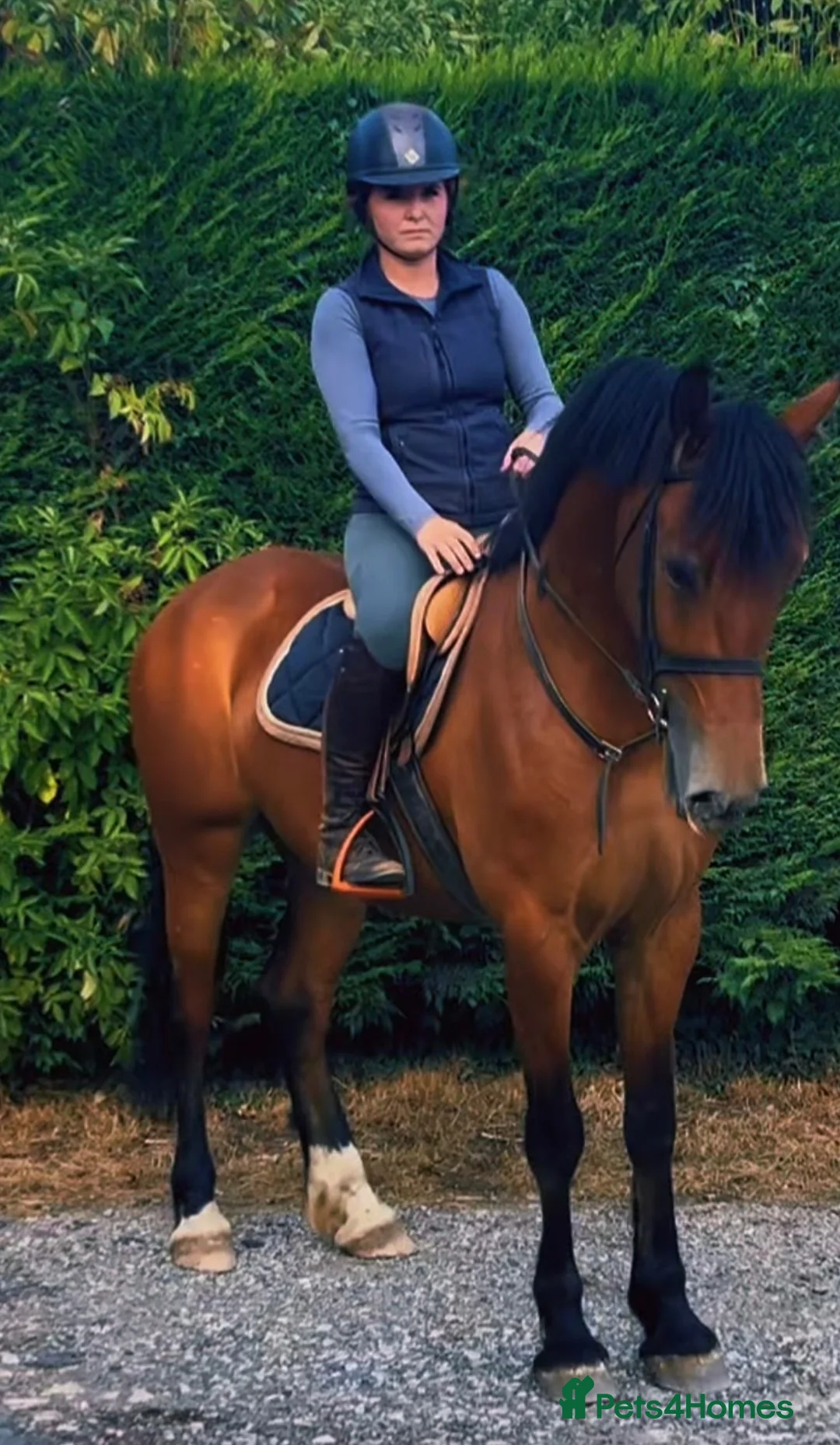 Welsh Section D horses for sale: Donnie  - Advert 2