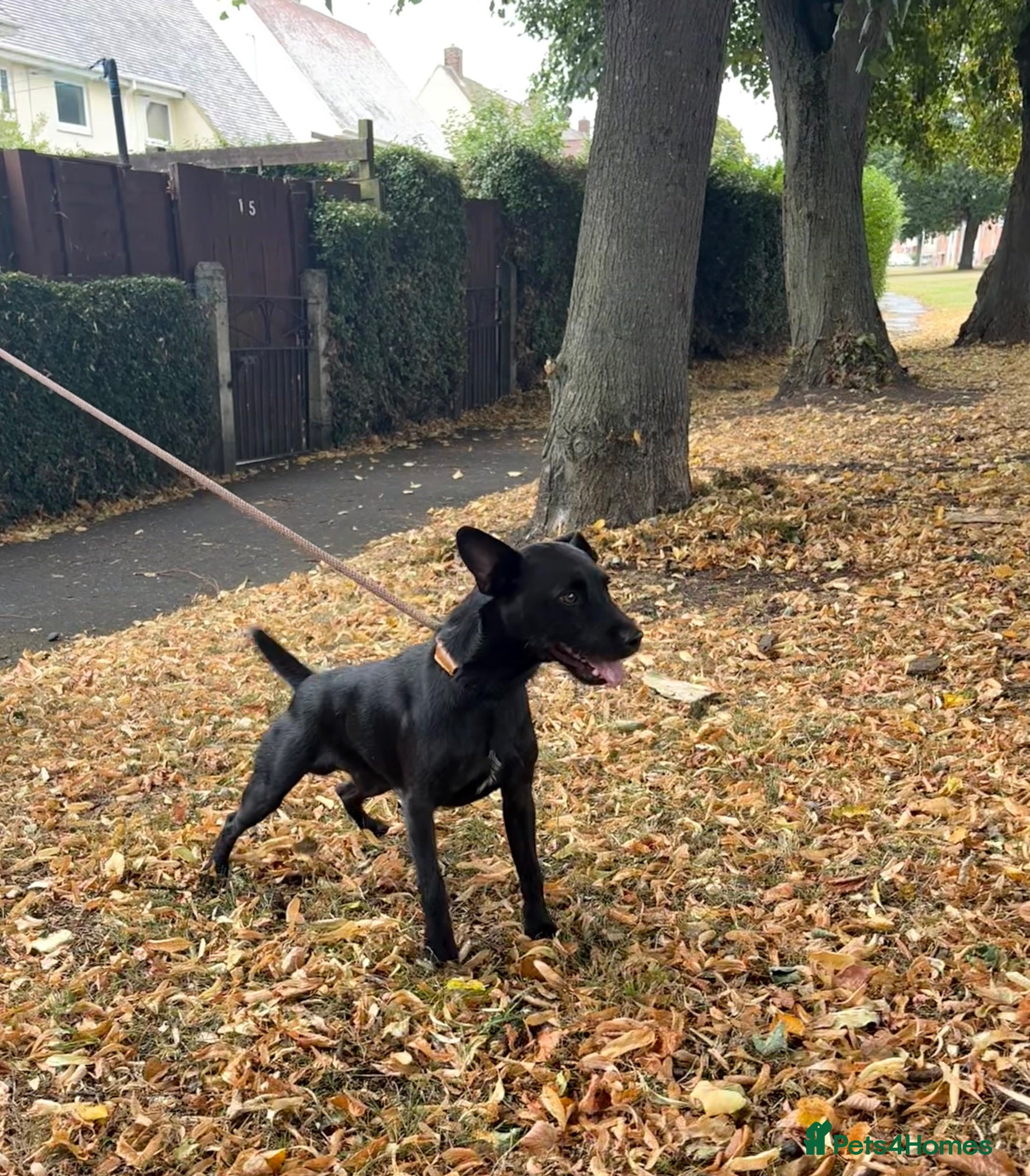 Patterdale Terrier dogs Working dog for free stud  - Advert 1