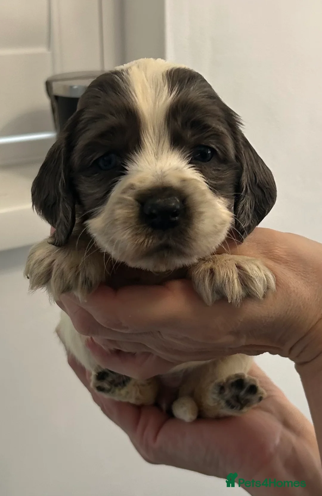 Cocker Spaniel dogs for sale: Beautiful cocker spaniel puppies  - Advert 12