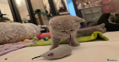 British Shorthair cats - Advert 15