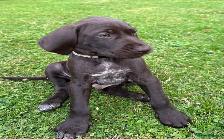 German Shorthaired Pointer dogs - Advert 3