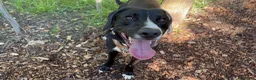 Mixed Breed dogs for sale: Louie in Kettering - Advert 2