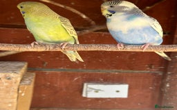 Budgerigars birds for sale: Budgies for sale - Image 3