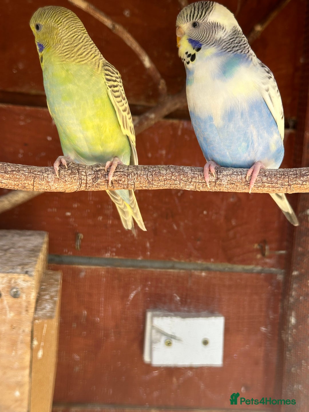 Budgerigars birds for sale: Budgies for sale - Image 3