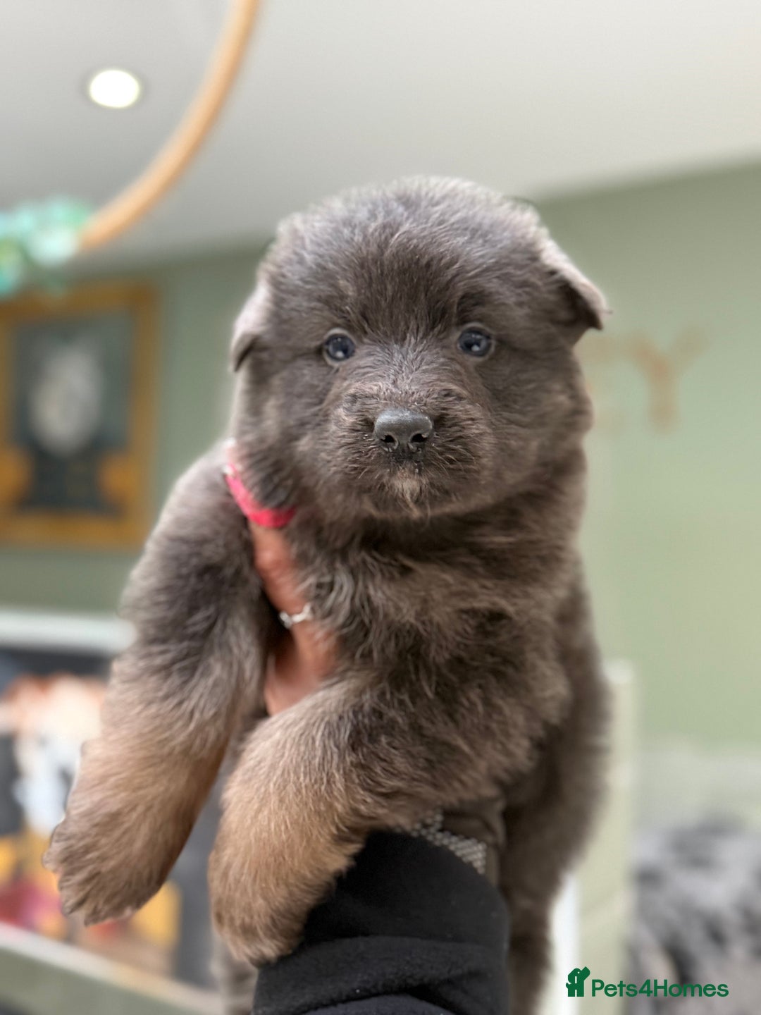 German Shepherd dogs for sale: 💙KC health tested parents 💙 - Advert 13