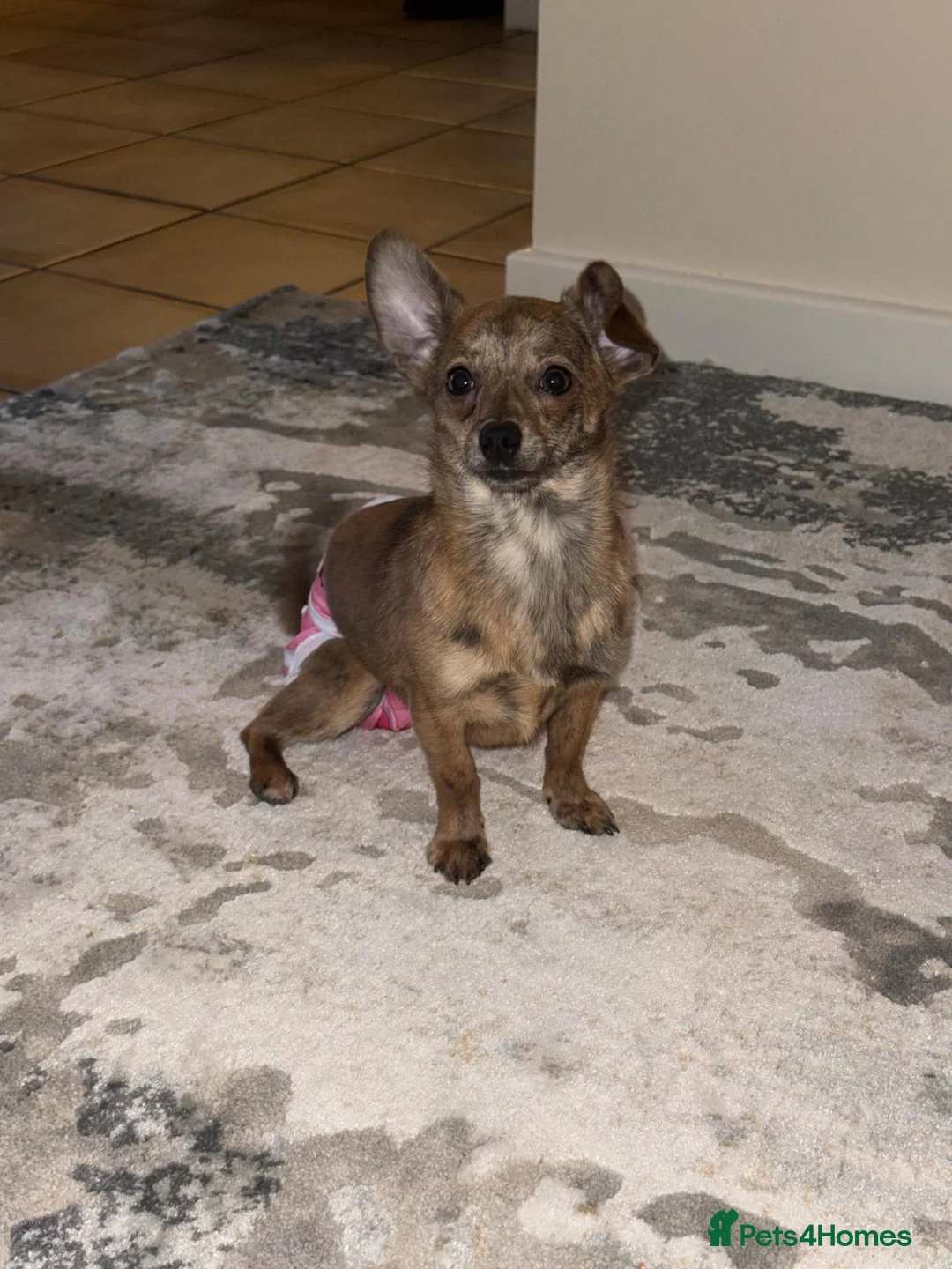 Mixed Breed dogs for sale: Nanii - Advert 5