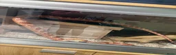Corn Snake reptiles for sale: Corn snake for rehome in Frome - Advert 4