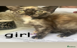 Mixed Breed cats for sale: 8 beautiful kittens for sale  - Image 8