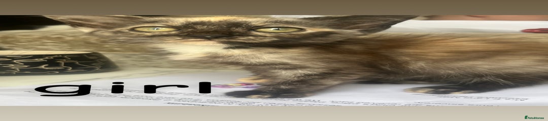 Mixed Breed Kitten 8