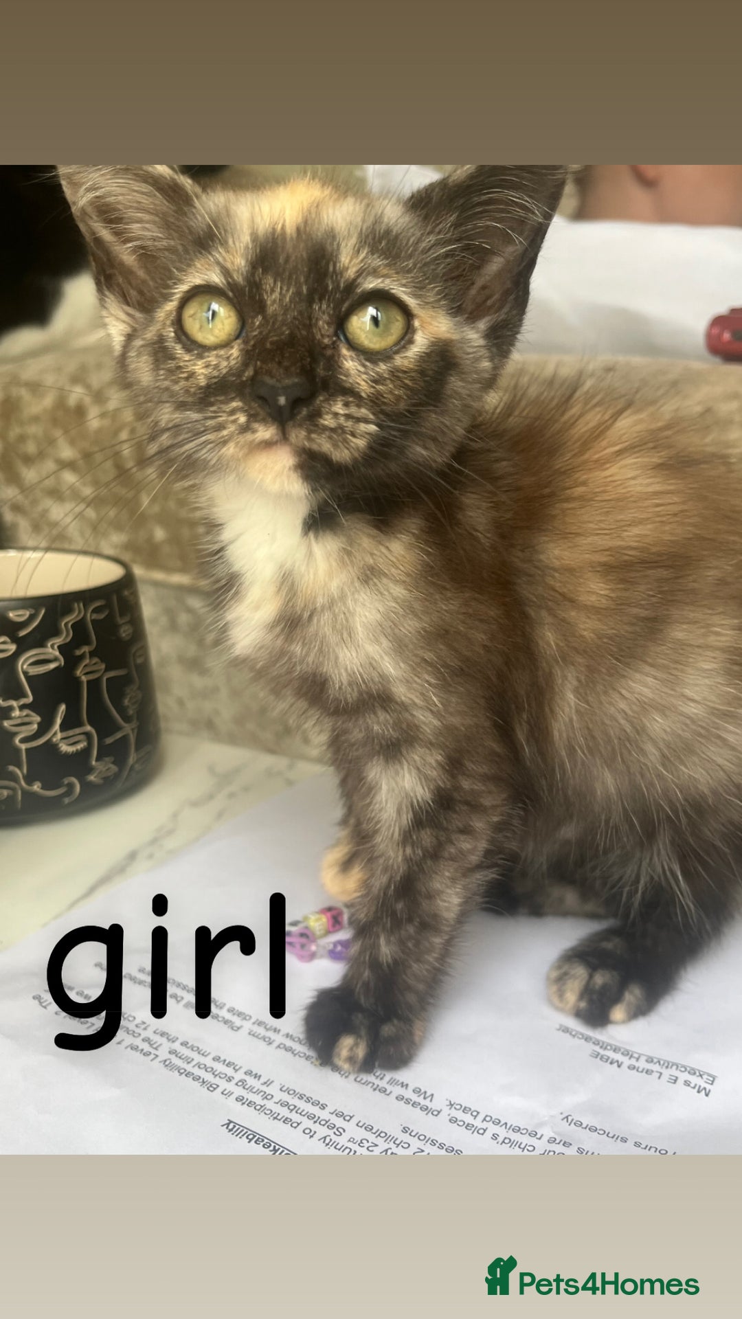 Mixed Breed cats for sale: 8 beautiful kittens for sale  - Image 8