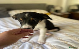Border Collie dogs for sale: Border collies Dundee  - Image 20