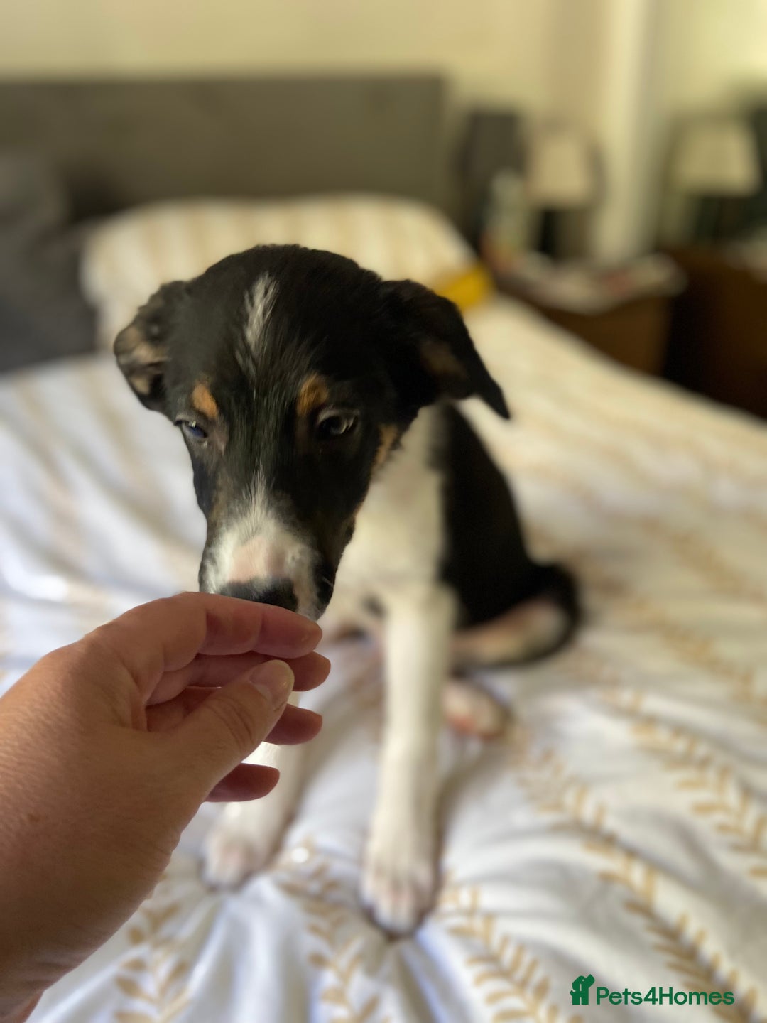 Border Collie dogs for sale: Border collies Dundee  - Image 20