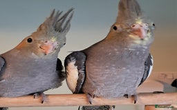 Cockatiels birds for sale: Hand reared baby cocktails very tame and ready  - Image 5