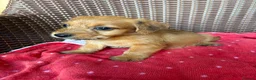 Jack Russell dogs for sale: Jack Russell puppies  - Advert 11