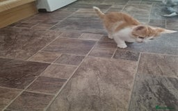 Mixed Breed cats for sale: Kittens - Image 2