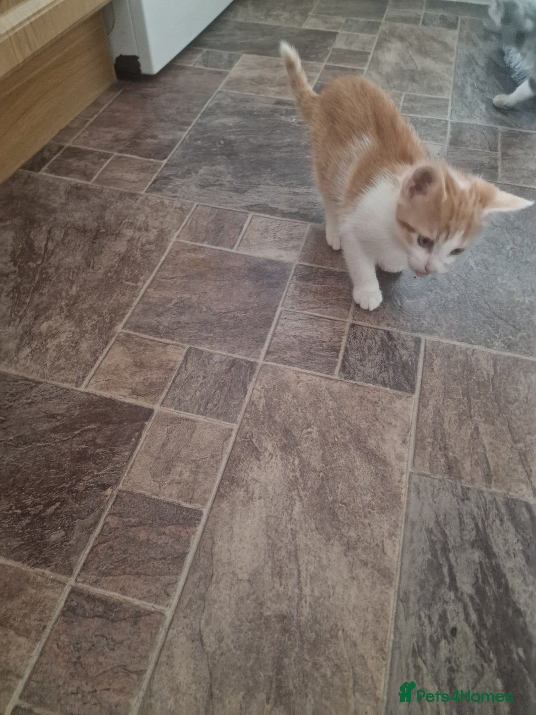 Mixed Breed cats for sale: Kittens - Image 2
