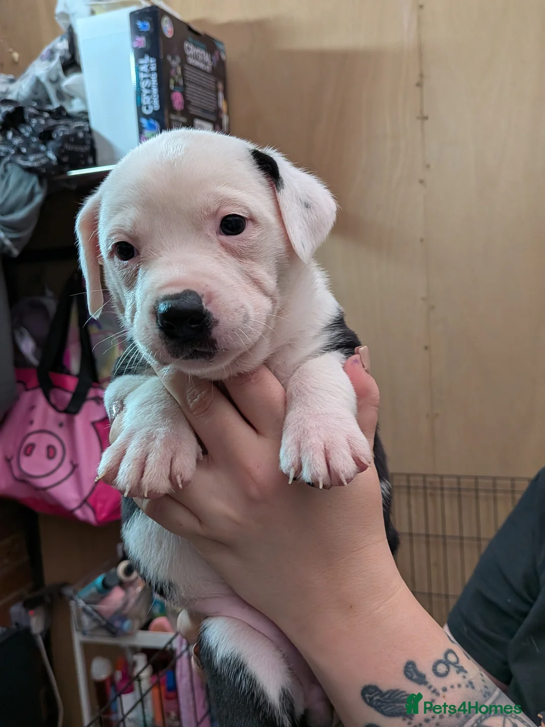 Mixed Breed dogs for sale: Borador bully puppies 1 Girl ready to go 12th June - Advert 2