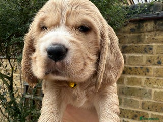 Cocker Spaniel dogs Beautiful Gold English cocker spaniels - Advert 16