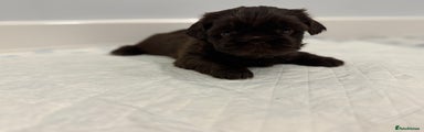 Shih Tzu Puppy 4