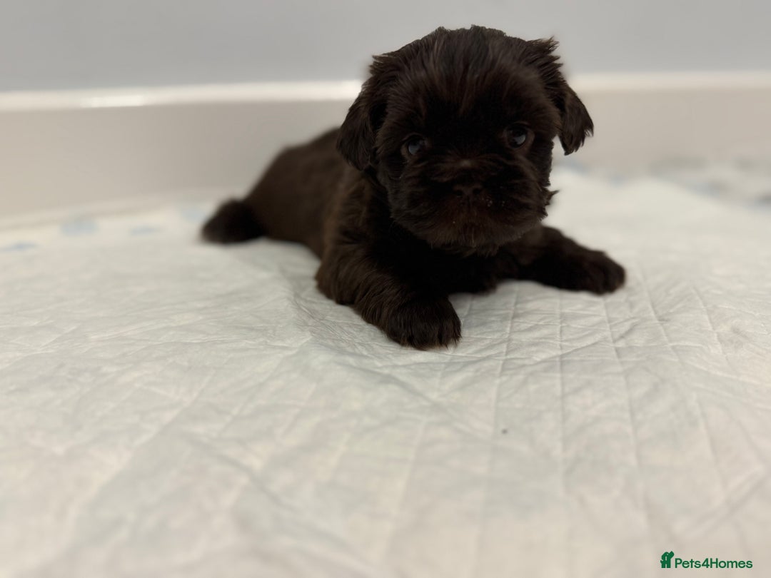 Shih Tzu dogs for sale: ✨ Exceptional Shih Tzu Puppies – Available✨ - Advert 15