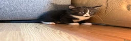 Korat cats for sale: Kittens Looking for Their Forever Homes - Advert 17