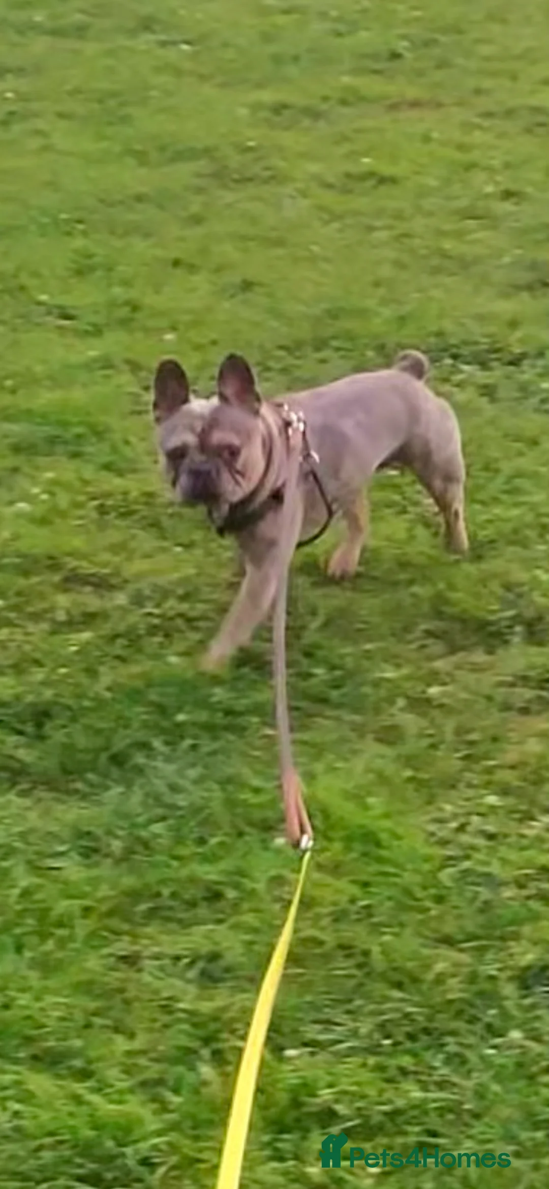 French Bulldog dogs for stud: Pablo  in London - Advert 1