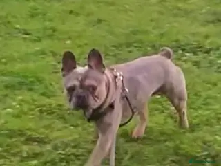 French Bulldog dogs Pablo - Advert 1