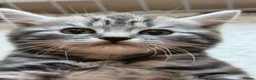 British Shorthair cats for sale: GCCF Rare Show Quality BSH Silver Tabby Kittens  - Advert 12