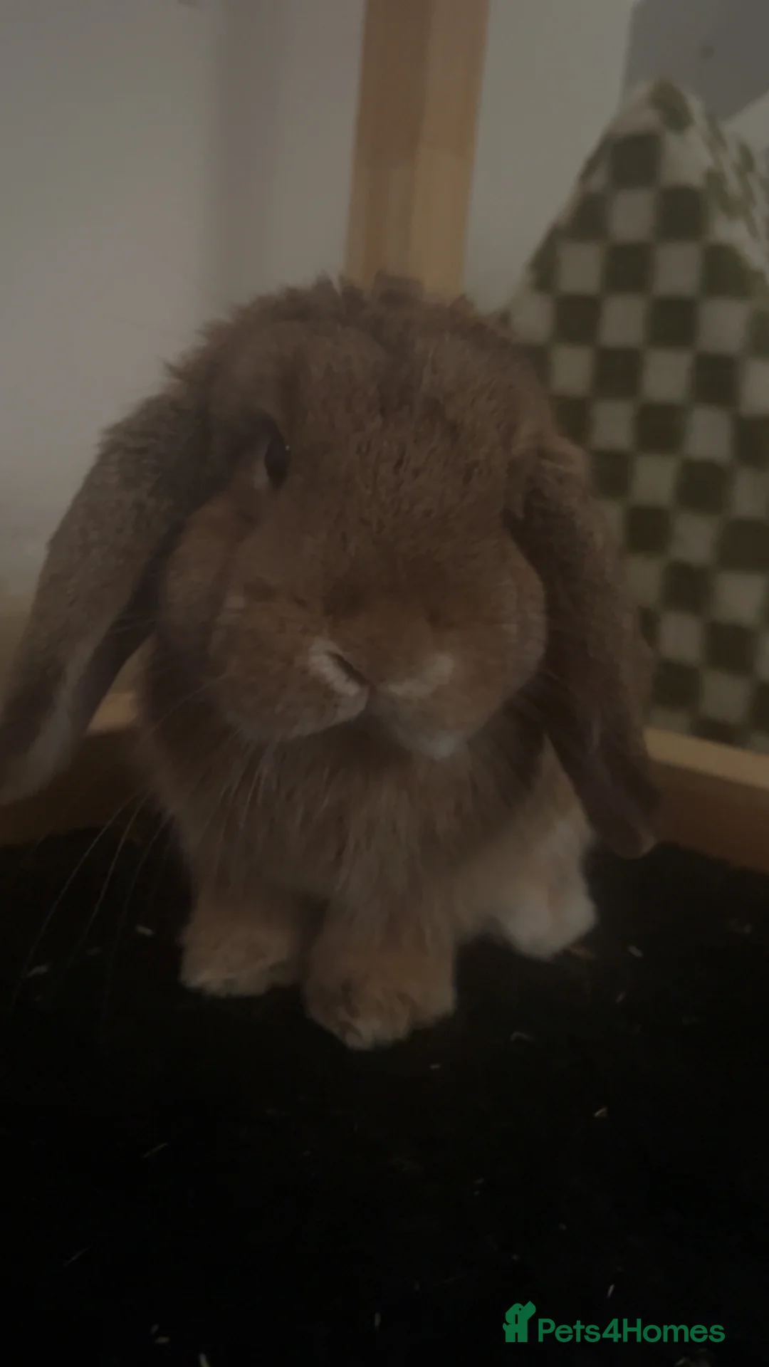 Mini Lop rabbits for sale: 9 month old mini lop bunny in London - Advert 4