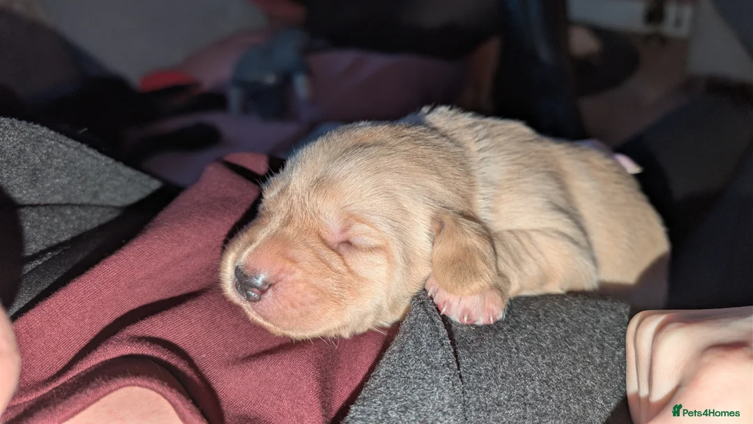 Labrador Retriever dogs for sale: 2 Male Puppies: Red and Yellow FTW & FTCH lines - Advert 5