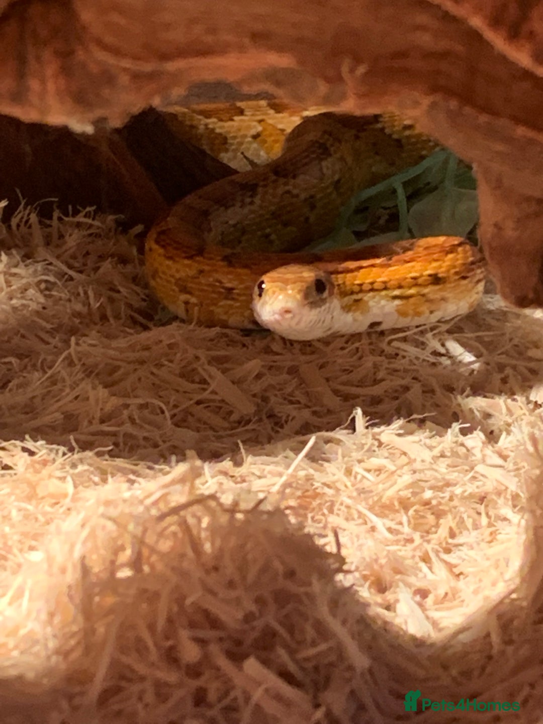 Corn Snake reptiles for sale:  Zep the cornsnake - Image 18