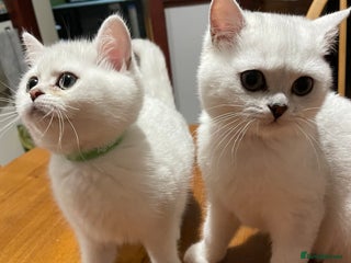 British Shorthair cats - Advert 1