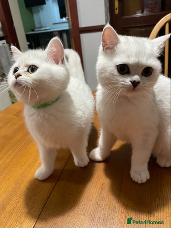 British Shorthair cats - Advert 1