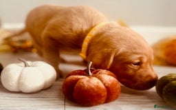 Labrador Retriever dogs for sale: Yellow Labrador Puppies - Image 28