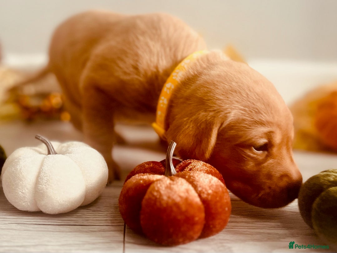 Labrador Retriever dogs for sale: Yellow Labrador Puppies - Image 28