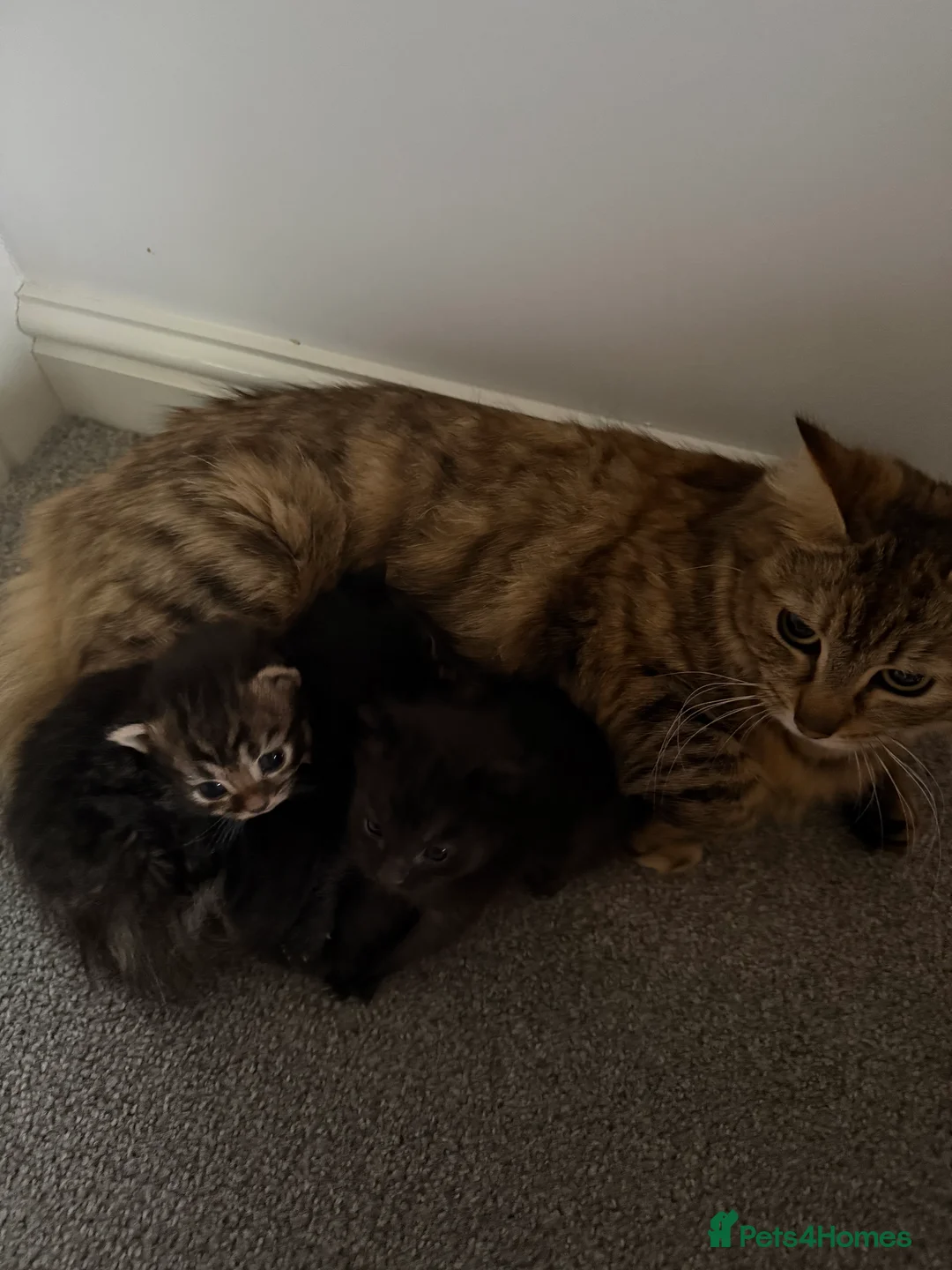 Mixed Breed cats for sale: Beautiful mixed breed kittens  - Advert 21