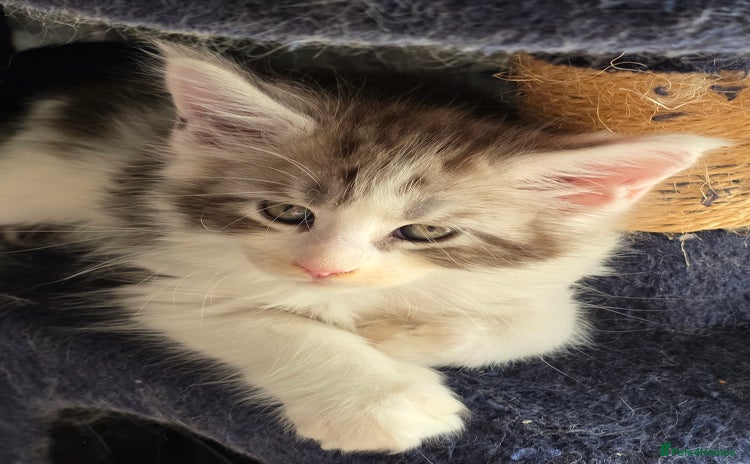 Maine Coon cats in Blackpool - Advert 12