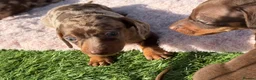 Miniature Dachshund dogs for sale: Miniature Dachshund Puppies - Advert 10