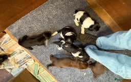 Sprocker dogs for sale: Beautiful Sprocker Spaniel puppies  - Image 5