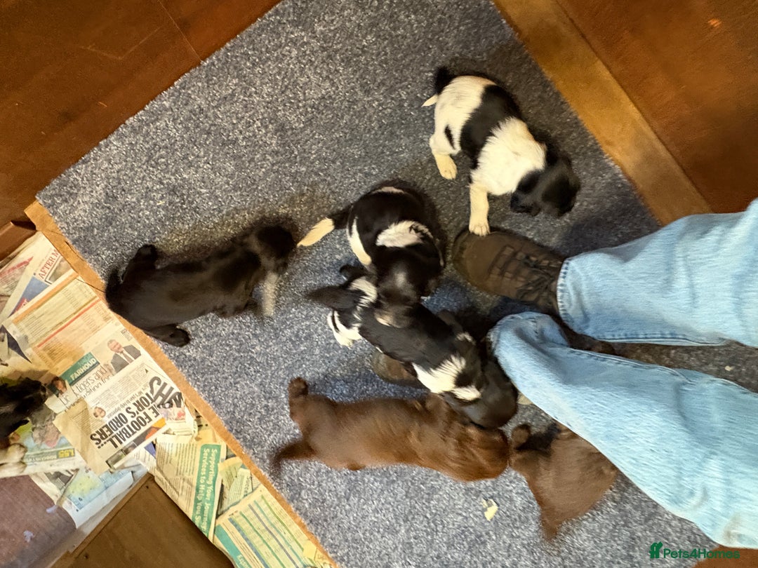 Sprocker dogs for sale: Beautiful Sprocker Spaniel puppies  - Image 5